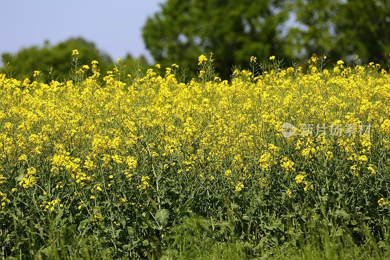 黄油油菜田(Brassica napus ssp.)